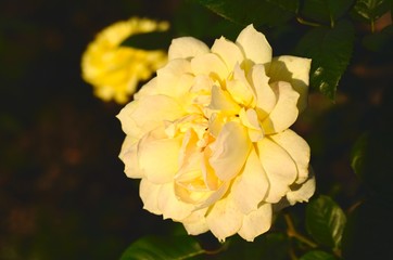 Obraz premium yellow rose