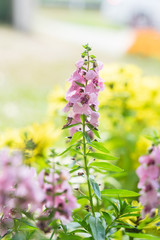 pink flowers in the garden