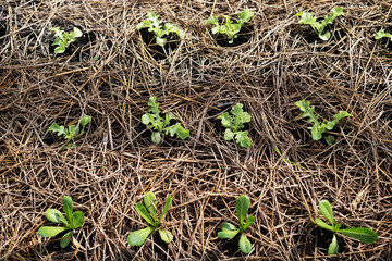 Farming Organic Green vegetable garden leaves on the plant plot in the morning light. Agriculture bio eco production concept. top view. soft focus.