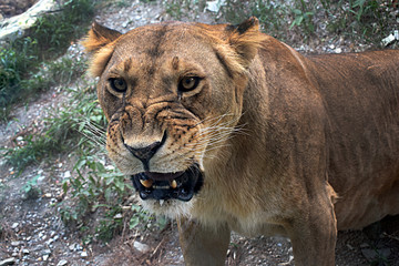  lion in zoo