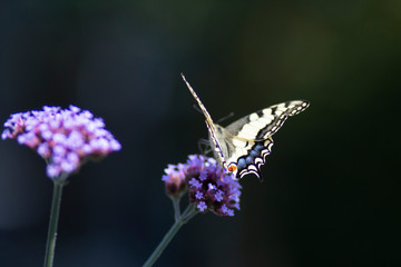 Schwalbenschwänzchen