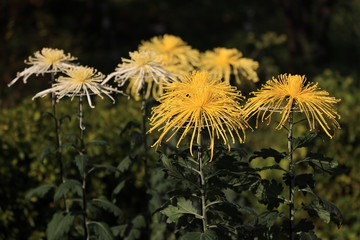 整列した黄色い菊たち