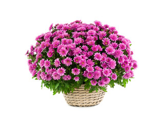 pink bouquet of chrysanthemums on a white background