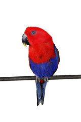 Red parrot sits on a branch isolated on a white