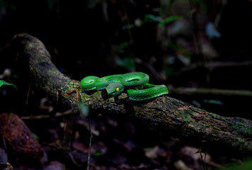 photo Close up Large-eyed Green Pit Viper (Trimeresurus macrops) the endemic species of Southeast Asia ,thailand