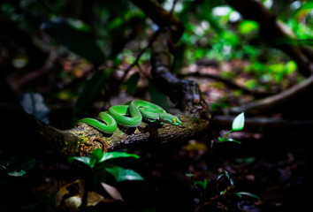 photo Close up Large-eyed Green Pit Viper (Trimeresurus macrops) the endemic species of Southeast Asia ,thailand