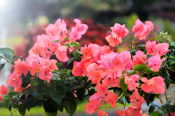 Obraz premium pink flowers in the garden