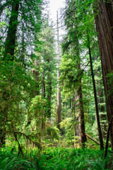 Tall Trees and Ferns in Massive Redwood Forest in Northern California, USA