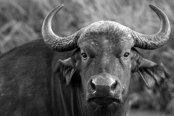 Black and white closeup portrait of a beautiful wild buffalo bull in Kenya/Africa. Wildlife,...