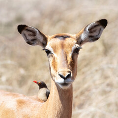 Female impala and oxpecker in the Maisai Mara