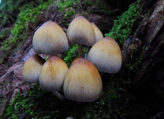 mushrooms in grass