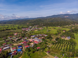 Beautiful nature rural town with Young green paddy field pattern image from drone. at Sabah, Borneo