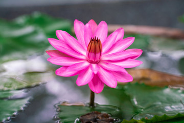 Pink lotus blossom flower bloommng in water pond