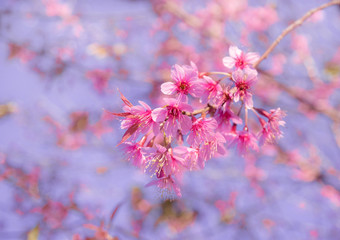 Close-up of a beautiful blooming pink prunus cerasoides flowers in Thailand