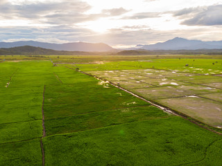 Amazing Beautiful Aerial view of young green rice paddy field at Kota Belud, Sabah, Malaysia