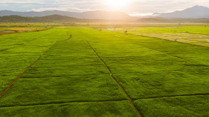 Amazing Beautiful Aerial view of young green rice paddy field at Kota Belud, Sabah, Malaysia