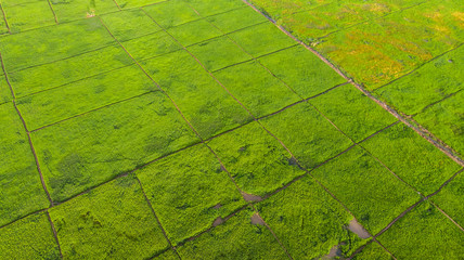 Amazing Beautiful Aerial view of young green rice paddy field at Kota Belud, Sabah, Malaysia