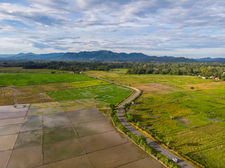 Amazing Beautiful Aerial view of young green rice paddy field at Kota Belud, Sabah, Malaysia
