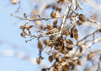 Wild  almond tree branch with ripe nuts at the Ancient Shiloh archaeological site in Samaria region in Benjamin district, Israel