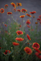 Red flowers gaillardia grow in the garden.