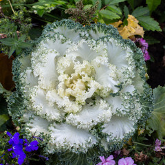 Decorative white green cabbage flower, top view. Beautiful tasty fresh farm vegetable. Curly cabbage