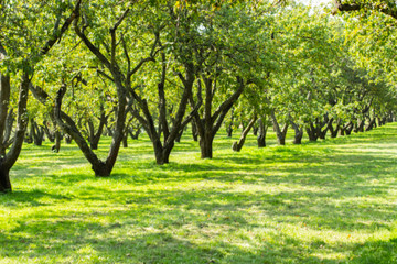 Farm orchard, apple backdrop background. Natural park of fruit trees, green foliage and dark trunks in a row.