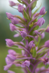 Fototapeta premium Gymnadenia conopsea