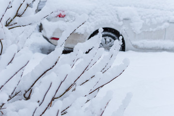 big snowfall. bushes covered with snow and part of the car in the snow