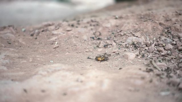 Timelapse Army of Ants Carrying a piece of Fruit in Shallow Focus