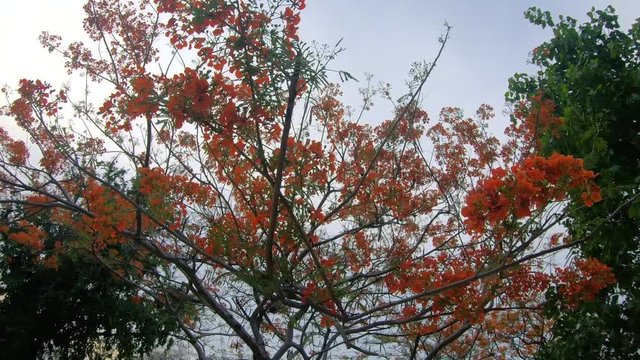 Red Flower Tree in Asia shot from below