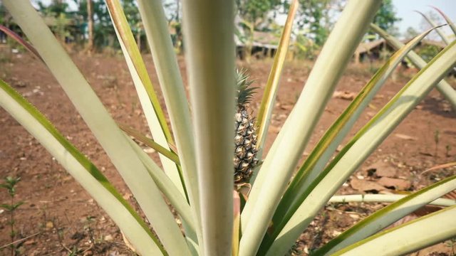 Slowmotion of a Nice Pineapple Plant in Thailand during Sunny Weather
