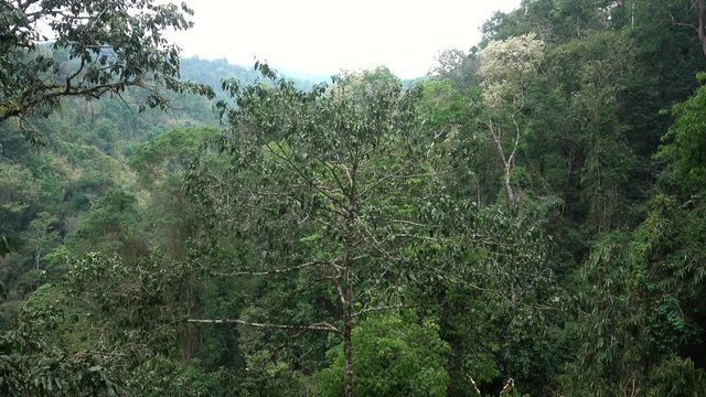 Wide shot of Young Male Ziplining Fast Through the Jungle during the Gibbon Experience in Laos
