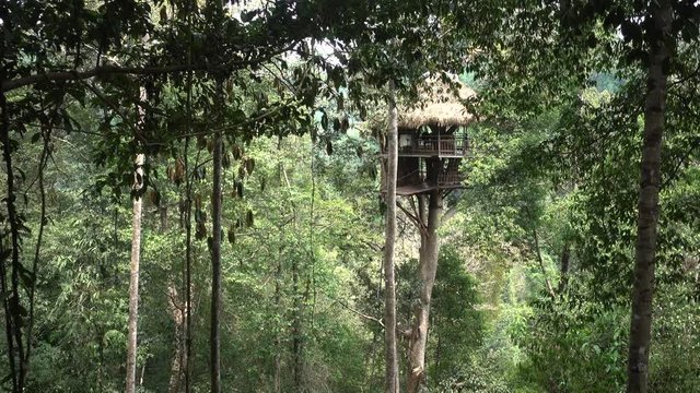 Wideshot of a Large Jungle Treehouse from the Gibbon Experience in Laos