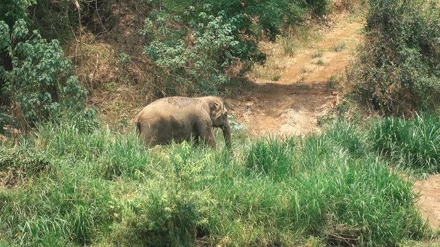 Medium shot of One Asian Wild Elephant Walking during Sunny Weather