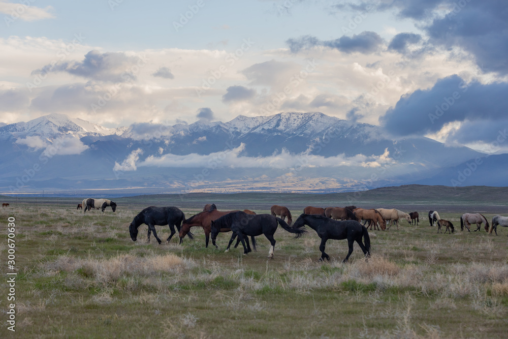 Sticker Herd of Wild Horses in Spring in Utah