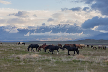 Fototapeta na wymiar Herd of Wild Horses in Spring in Utah