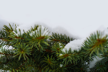 Fototapeta na wymiar spruce in the snow close-up