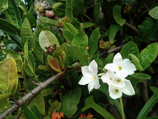 Plumeria white flowers that bloom on the tree