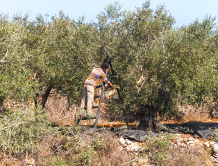 The traditional harvest of olives. A young man - an Arab sticks olives from a tree with a stick in...