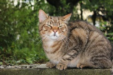 Fototapeta premium Dicke Katze mit verkniffenen Augen, Schlitzaugen