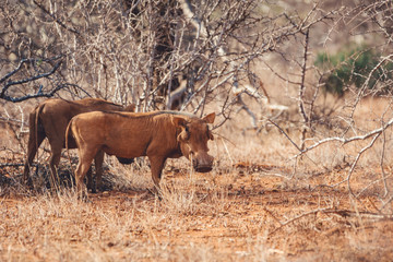 Wild hog from samburu in kenya/africa
