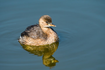 Little Grebe with Reflection Swimming