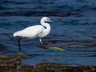 Little Egret Walking and Fishing on the Seashore