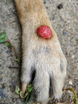  image of wounded warts on old dog 