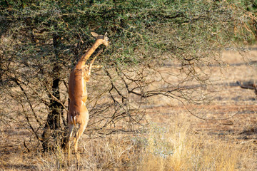 Kirks antelope stretching to eat from acacia tree