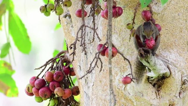 Pallas's Squirrel or the Red-bellied Tree Squirrel found eating a fruit on a branch of a fruiting tree, Callosciurus erythraeus; this squirrel was seriously engaged into its healthy meal.