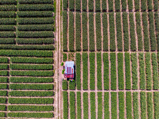 Aerial drone image of beautiful vegetable farm and paddy field pattern at Sabah, Borneo 