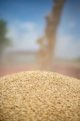 Pile of rye in the trailer with grain comming from combine auger in the background