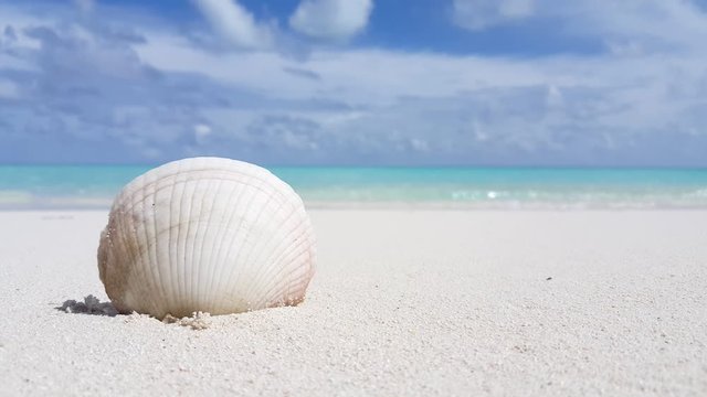 seashell stuck in sand, sunny hot weather vacation beach in bali 