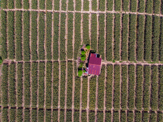 Aerial drone image of beautiful vegetable farm and paddy field pattern at Sabah, Borneo 